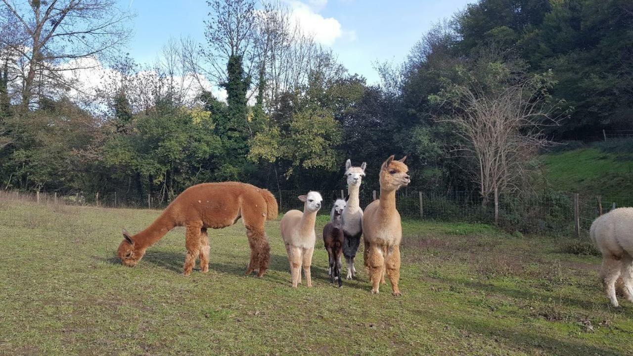 La Ferme des Andes - Gîte l'Atelier Quins Extérieur photo